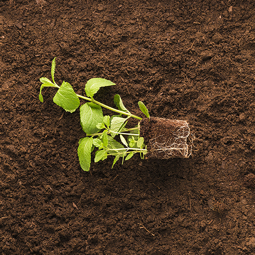 Soil and crops